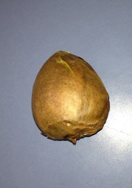 Unpeeled avocado pit