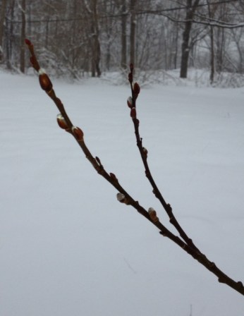 Pussy willows trying to bloom