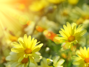 my-only-sunshine-wallpaper-nature-picture-spring-images