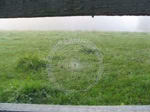 By Phyzome is Tim McCormack (Own work) , via Wikimedia Commons