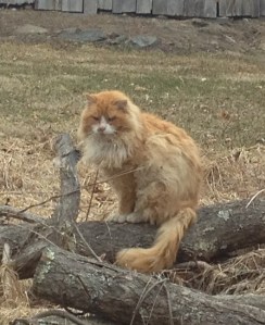 Bo outside his shed.