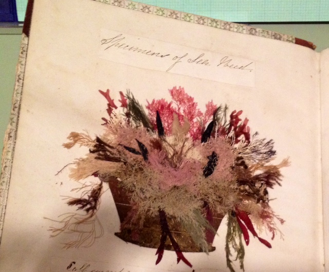 Specimens of Sea Weed, ca. 1840 Yale Center for British Art