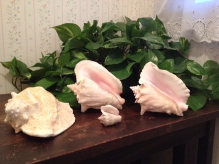 My collection of conchs.
