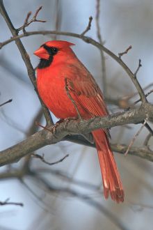 By LASZLO ILYES from Cleveland, Ohio, USA (♂ Cardinal  Uploaded by Snowmanradio) [CC BY 2.0 (http://creativecommons.org/licenses/by/2.0)], via Wikimedia Commons