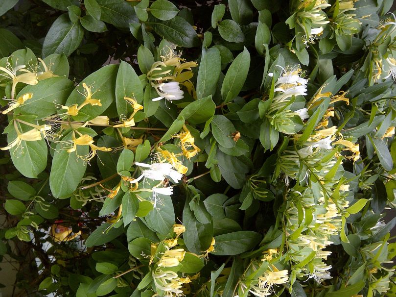 By Aftabbanoori (Own work) [CC BY-SA 3.0 (http://creativecommons.org/licenses/by-sa/3.0)], via Wikimedia Commons