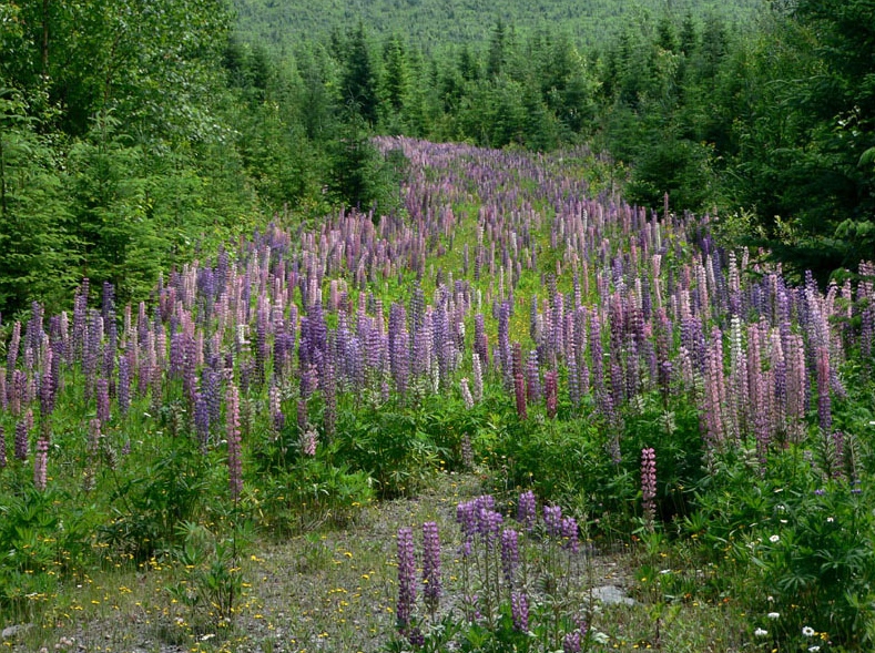 By Theendofforever at en.wikipedia. Later version(s) were uploaded by Ram-Man at en.wikipedia. [CC-BY-SA-3.0 (http://creativecommons.org/licenses/by-sa/3.0/), GFDL (www.gnu.org/copyleft/fdl.html), CC-BY-SA-3.0 (http://creativecommons.org/licenses/by-sa/3.0/) or CC BY-SA 2.5-2.0-1.0 (http://creativecommons.org/licenses/by-sa/2.5-2.0-1.0)], from Wikimedia Commons