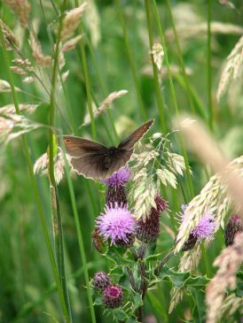 Evelyn Simak , via Wikimedia Commons