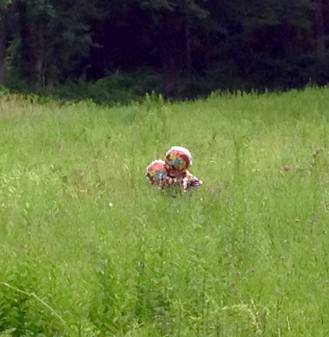 11055357_10204625144249428_5430622315365011610_o