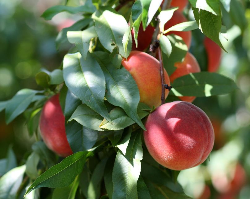 "Harrow Beauty Peaches at Lyman Orchards" By Sage Ross (Own work) [CC BY-SA 3.0 (http://creativecommons.org/licenses/by-sa/3.0) or GFDL (http://www.gnu.org/copyleft/fdl.html)], via Wikimedia Commons