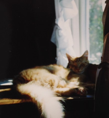 Noodles asleep on a blanket chest.