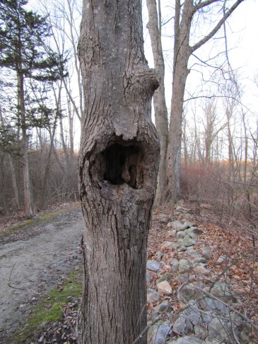 This knot hole intrigued me. I get all sorts of ideas when I walk.