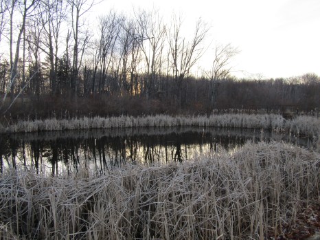 Soon this pond will be full of tadpoles.