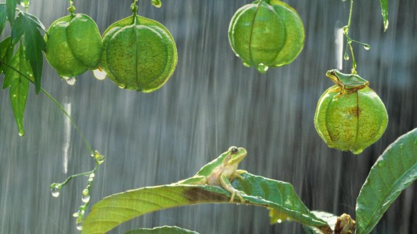 Japanese tree frogs (© Shinji Kusano/Minden Pictures)(Bing Canada)