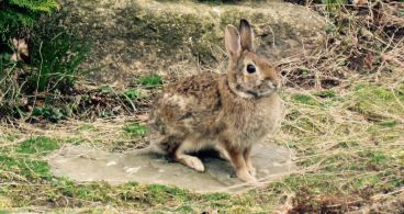 By M2545 (Own work) [Public domain], via Wikimedia Commons