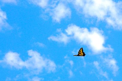 By Rhett Maxwell (the other butterfly effect) [CC BY 2.0 (http://creativecommons.org/licenses/by/2.0)], via Wikimedia Commons