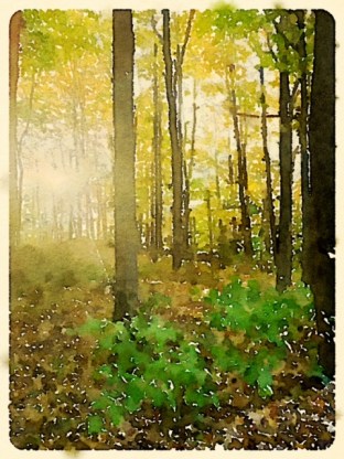 Preset Style = Travelogue Format = 6" (Medium) Format Margin = Small Format Border = Sm. Rounded Drawing = #2 Pencil Drawing Weight = Heavy Drawing Detail = Medium Paint = Natural Paint Lightness = Auto Paint Intensity = More Water = Orange Juice Water Edges = Medium Water Bleed = Average Brush = Fine Detail Brush Focus = Everything Brush Spacing = Medium Paper = Buff Paper Texture = Medium Paper Shading = Medium Options Faces = Enhance Faces